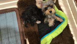 ヨークシャテリアちゃん♡