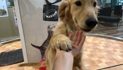 ゴールデンレトリバー♡