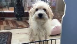 ミックス犬♡シュナプーちゃん