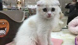 元気いっぱい♡マンチカンくん