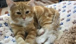 サイベリアンちゃん