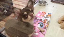 激かわ♡チョコタンチワワくん