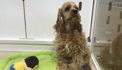 アメリカンコッカースパニエルちゃん♡