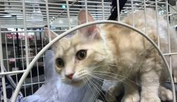 くるくるの毛をしたラパーマちゃん