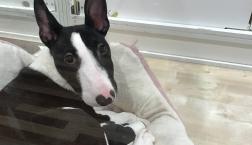 ミニチュアブルテリア♡