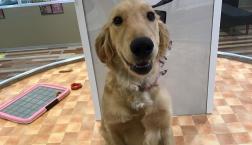 ゴールデンくん