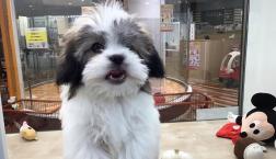 激かわミックス犬♡パピシーズー