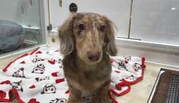 ミニチュアダックスくん