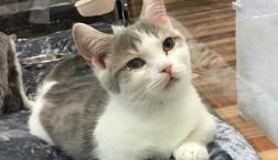 ミックス猫ちゃんコンビ♪