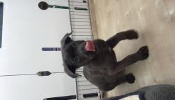 超大型犬レアミックス♡シェパコルソ