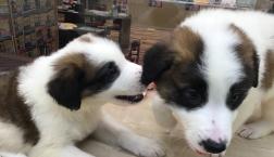 ボク達ワタチ達のパパママは誰でしょうか‼︎