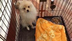 ふわふわポメラニアンちゃん♡