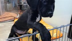 今日も大型mix犬♡