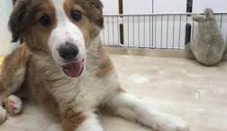 激かわ大型ミックス犬