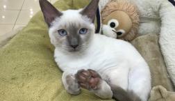 猫ちゃん♡オリエンタルショートヘアー