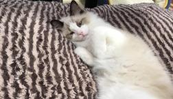 綺麗なお目目のラグドール