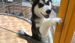 シベリアンハスキー♡