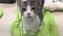 ミックス猫ちゃん♡マンチシャム