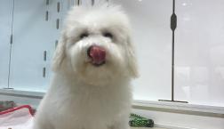 モフモフボーイ