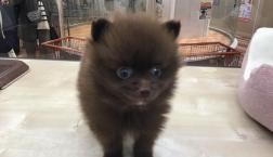 チョコポメラニアンくん♡