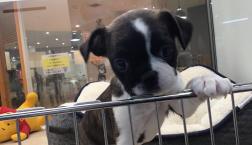 パグトンテリアちゃん♡