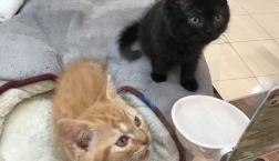 兄妹ネコちゃん♡