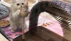 ペルシャくん♡