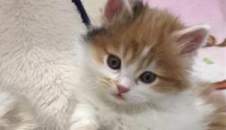 ふわふわミヌエット