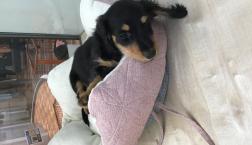 ブラックタン♡ダックスくん