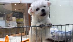 ふわふわビションフリーゼくん♪