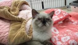 エキゾチックちゃん♡