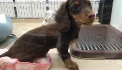 ミニチュアダックスフンド♡