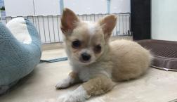 クリームかわいいチワワちゃん♪