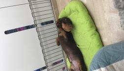 短いお手手が可愛くて