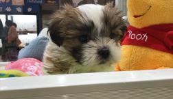 シーズー♡デビューしました