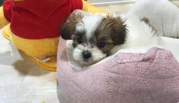 おっとり女の子♡シーズーちゃん