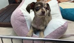 可愛いチワックスちゃん♡