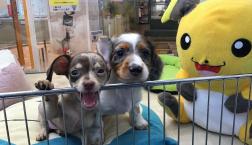 珍しいシルバーダップルパイポール君！☆