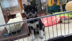 柴犬の女の子1月1日生まれ！