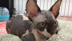 毛の無い猫ちゃん♡スフィンクス