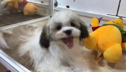 甘えん坊♡パピシーズーくん