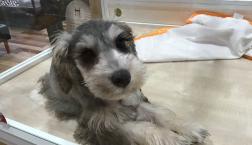 美人ミニチュアシュナウザー