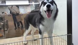 お目目がクリクリなシベリアン・ハスキーちゃん