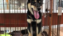 柴犬のブラック男の子