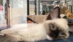 珍しい猫ちゃん♡スノーシュー