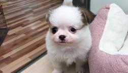 まるまるチワワちゃん♡