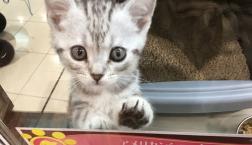 アメリカンショートヘアーちゃん