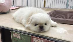 ホワイト♡ペキニーズ