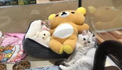 リラックマ大好き子猫ちゃんズ♪