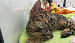 イケメンベンガルくん